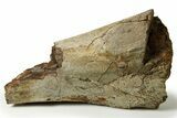 Fossil Hadrosaur (Edmontosaurus) Partial Tibia Bone - Wyoming #280488-1